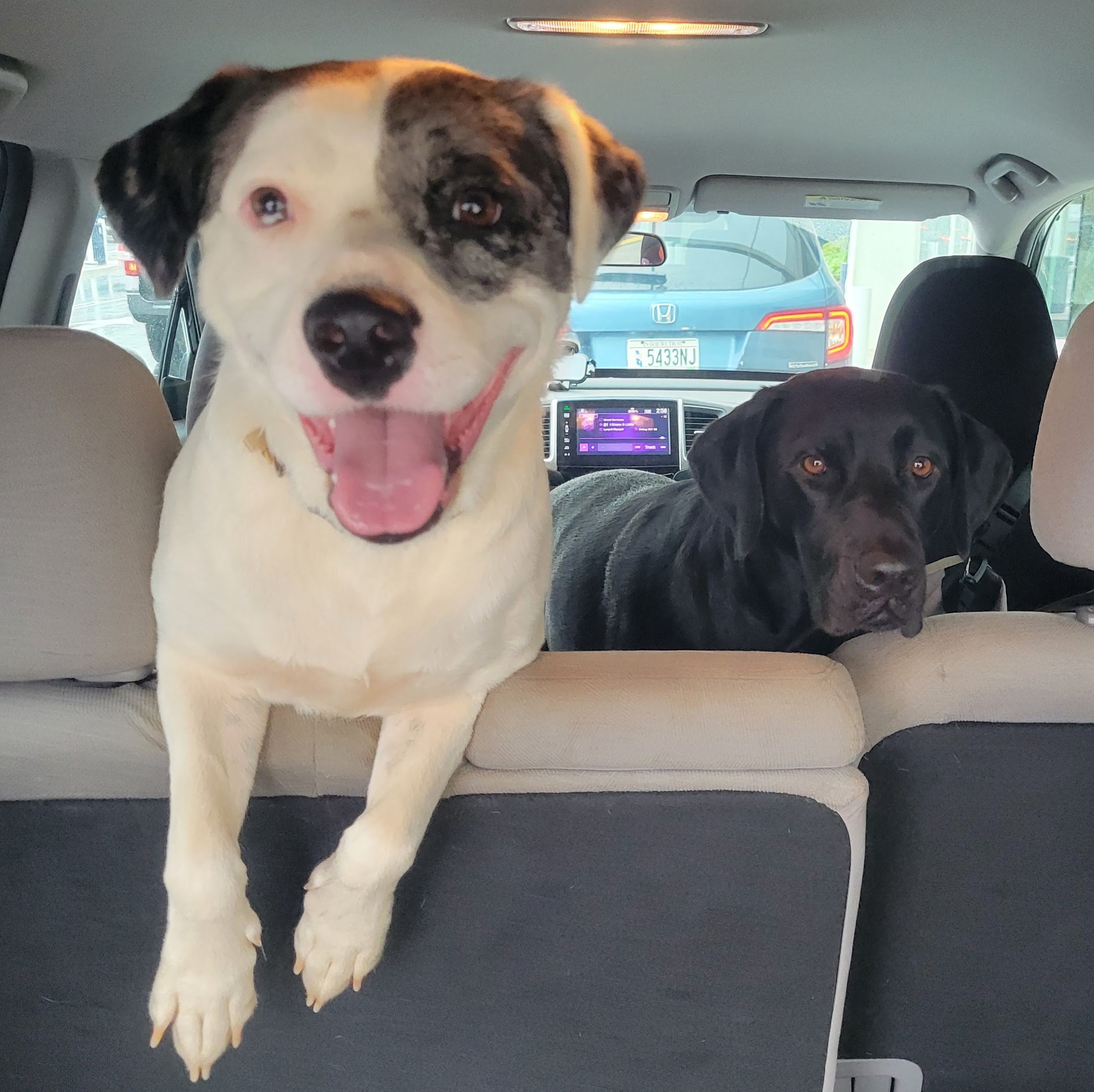 Taking Pride in Pet Skills